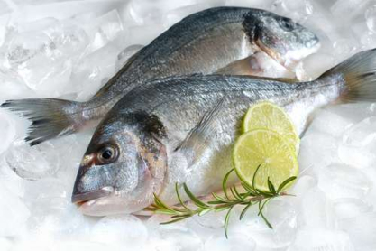fresh_fish.jpg