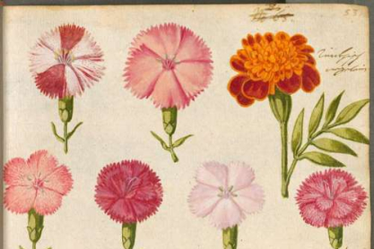 botany.jpg