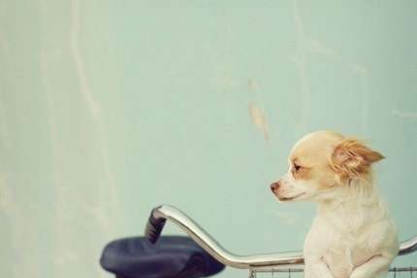 bike-blue-cute-dog-pink-.jpg