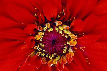 zinnia-hybrid_9383_600x450.jpg