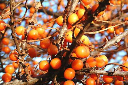 sea_buckthorn03.jpg