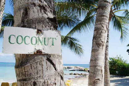 cocnut.jpg