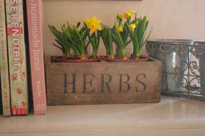 daffodils.jpg