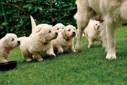 mother-baby-puppies_52321_600x450.jpg
