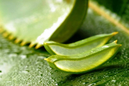 aloe-2.jpg