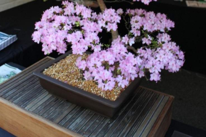 BONSAI.jpg
