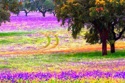 Alentejo-Portugal1.jpg