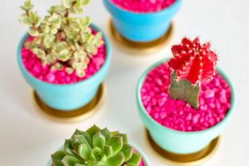 Succulents-with-Pink-Rocks1.jpg