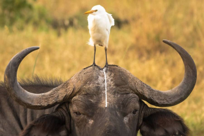 wildlifecomedywinners20165-900x792.jpg