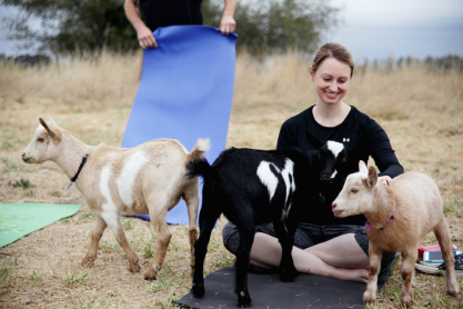 goat-yoga.jpg