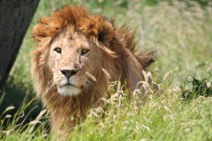 lion-in-the-grass.jpg