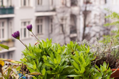thehomeissue-balconyplants0-620x354.jpg