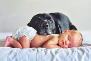 baby-hond-fotos.jpg