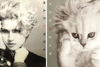 this-guy-created-very-cute-covers-of-the-music-world-replacing-singers-with-cats-5a2e804878ec6-70047908.jpg
