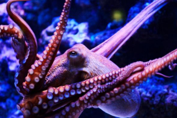 octopus-e2aa2b.jpg
