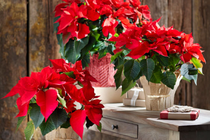 poinsettia2.jpeg