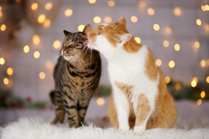 meet-kazou-the-eyeless-cat-who-still-can-see-5c33325f6030e_880.jpg