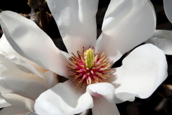 magnolia10.jpg