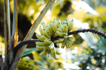 Οι μπανάνες κινδυνεύουν να εξαφανιστούν