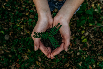 Ecosia: H μηχανή αναζήτησης που φυτεύει δέντρα ενώ περιηγείστε στο διαδίκτυο