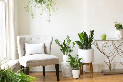 Ζαμιόκουλκας: Η απόλυτη φαντασίωση των Plant Lovers
