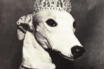 Lady Greyhound: H ιστορία πίσω από την πιο κομψή σκυλίτσα-σταρ των 50s και 60s