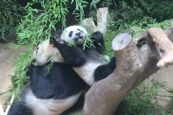 Η απόδειξη ότι τα panda τελικά, είναι μεθυσμένοι άνθρωποι! Δείτε το μοναδικό video