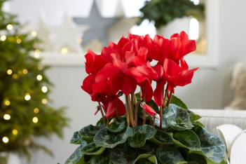 Υπέροχα Κόκκινα Φυτά για να στολίσουμε το σπίτι ή το γραφείο τις ημέρες των γιορτών