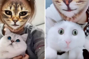 Οι γάτες που μπερδεύονται με το φίλτρο Cat Face είναι ό,τι πιο αστείο θα δείτε σήμερα