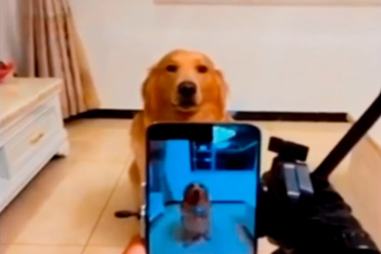 Κι όμως οι σκύλοι γελούν - Δείτε το απολαυστικό βίντεο με τον Dior που ποζάρει στην κάμερα γελώντας
