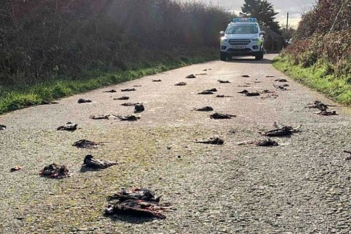 Μυστήριο με εκατοντάδες νεκρά ψαρόνια σε χωριό της Ουαλίας
