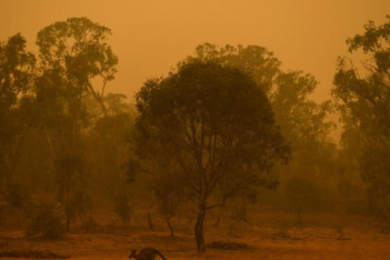 «Rock Wallaby»: Ομάδα διάσωσης πετάει από αεροπλάνα τροφές στα ζώα στην Αυστραλία για να επιβιώσουν από τις φωτιές 