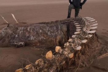 Μυστήριο: Γιγάντιος σκελετός ξεβράστηκε σε παραλία