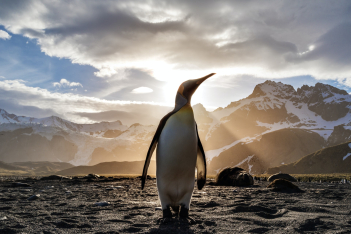 Αυτοκρατορικοί πιγκουίνοι γίνονται viral, βγάζοντας selfies με χαμένη κάμερα εξερευνητή