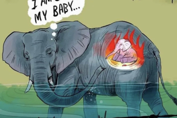 Σκιτσογράφοι αποτίουν φόρο τιμής στην έγκυο ελεφαντίνα που την τάισαν ανανά με κροτίδα