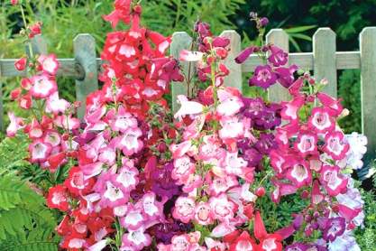 Penstemon: Εντυπωσιακή ανθοφορία όλο το καλοκαίρι