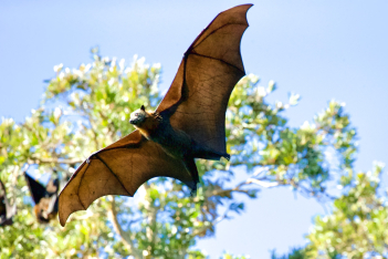 Viral στο Twitter νυχτερίδα που τρομάζει: Το άνοιγμα των φτερών της φτάνει σχεδόν τα δύο μέτρα 