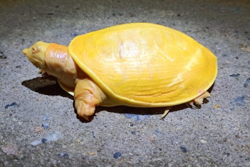 Σπάνια κίτρινη χελώνα βρέθηκε στην Ινδία κι έχει γίνει ήδη viral