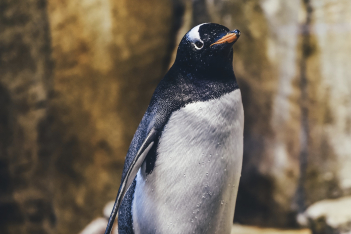 Ο αξιολάτρευτος πιγκουίνος, Pierre, παρακολουθεί άλλους πιγκουίνους στο tablet για να μη νιώθει μοναξιά