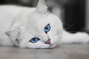 Coby the Cat: Δείτε τον πιο ακριβοπληρωμένο και δημοφιλή γάτο στον κόσμο