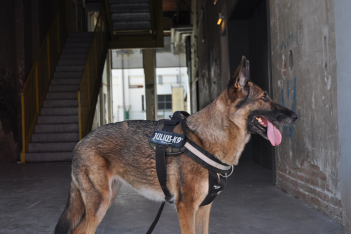 Max: Ο αστυνομικός σκύλος που εντόπισε μητέρα και το ενός έτους παιδί της την πρώτη μέρα της δουλειάς του