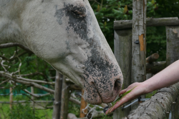 Σύνδρομο Williams: Όταν ένα άγριο άλογο συνάντησε τον ιδιαίτερο κόσμο ενός παιδιού