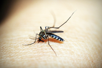 Οι πραγματικοί λόγοι που τα κουνούπια τσιμπούν εσάς και όχι τον διπλανό σας