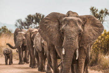 Υπερδιπλασιάστηκε ο αριθμός των ελεφάντων στην Κένυα