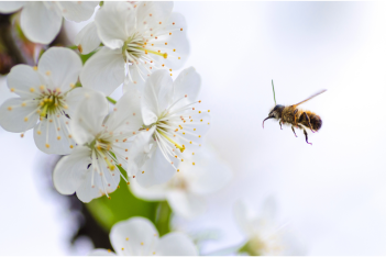 Προστατεύοντας τις μέλισσες, προστατεύουμε τους ανθρώπους