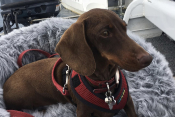 Pipsqueak: Η μικροσκοπική σκυλίτσα που αποκλείστηκε λόγω κορωνοϊού και ταξίδεψε 10.000 μίλια για να επανενωθεί με τους δικούς της