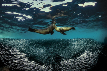 Through Your Lens 2020: Οι καλύτερες φωτογραφίες από τον βυθό της θάλασσας