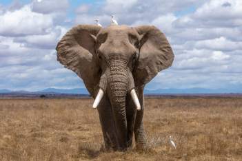 Kaavan: Ο πιο μοναχικός ελέφαντας φεύγει μετά από 35 χρόνια από τον ζωολογικό κήπο και μεταφέρεται σε καλύτερες συνθήκες