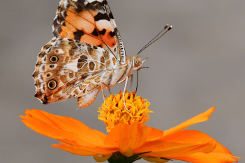 Τσέρνομπιλ: Επιστήμονες ανακάλυψαν σπάνια πεταλούδα που έχει μέγεθος πουλιού