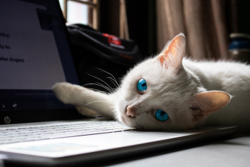 Η ιδιαίτερη σχέση που έχουν οι γάτες με το πληκτρολόγιο του υπολογιστή